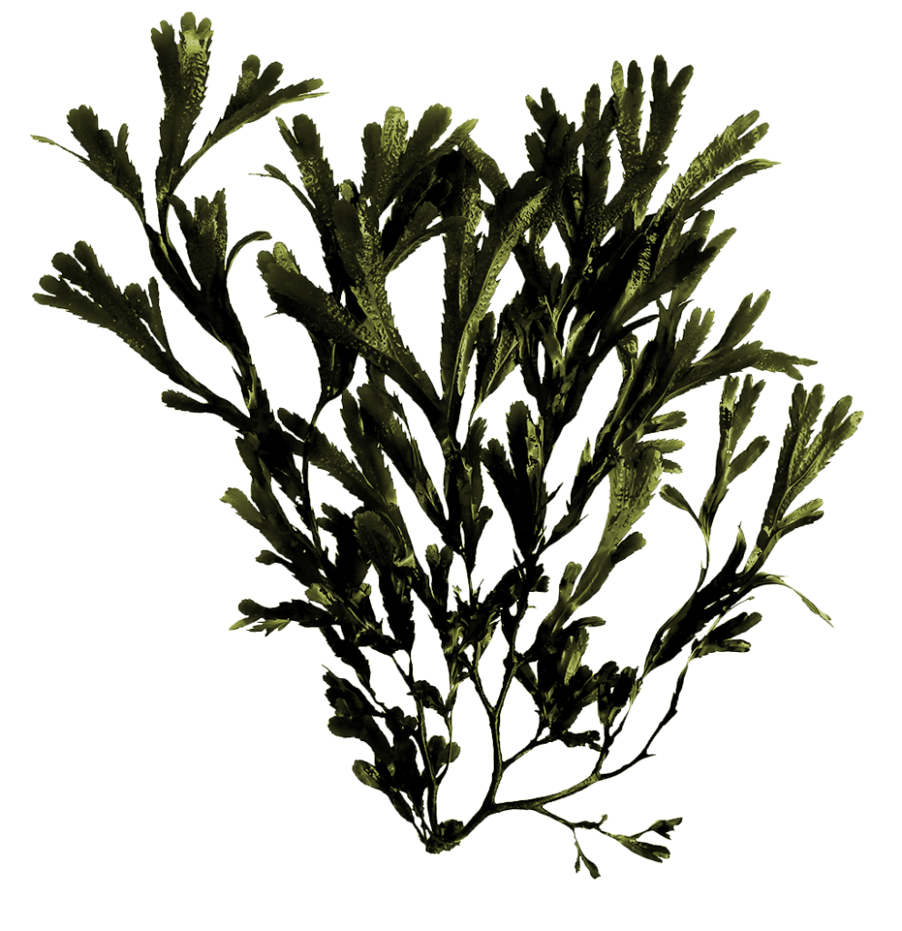 A transparent image of seaweed